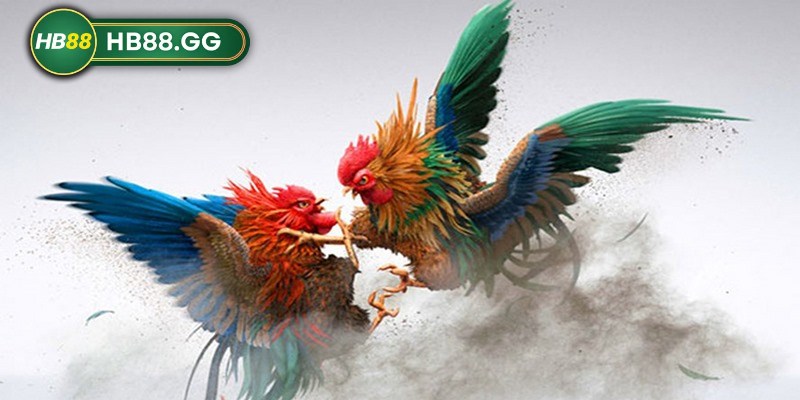 Đá gà HB88 - Đấu trường gà đẳng cấp cho dân chơi 2 Đá gà HB88 là một trong những dịch vụ cá cược giải trí hấp dẫn