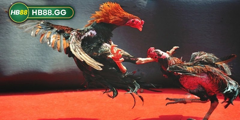 Đá gà HB88 - Đấu trường gà đẳng cấp cho dân chơi 3 Đá gà Thomo có lẽ là một lựa chọn khá quen thuộc đối với cộng đồng kê thủ