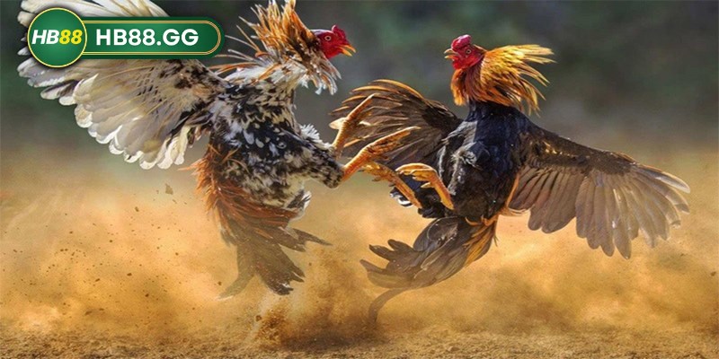 Đá gà HB88 - Đấu trường gà đẳng cấp cho dân chơi 4 Mỗi một hình thức đá gà sẽ có chiến thuật cũng như cách đặt cược khác nhau